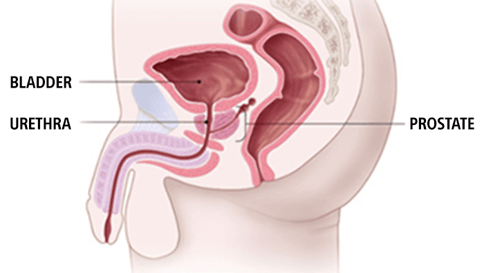 Illustration of bladder, urethra, and prostate.